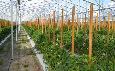 Crop yield infographic